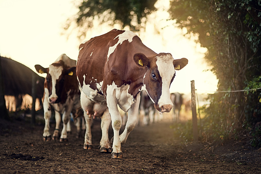 Agriculture